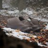 Outdoorové boty adidas TERREX WINTER SLIP ON COLD.RDY - foto 16