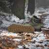 Pánské kotníkové boty adidas TERREX SNOWPITCH C.RDY - foto 22